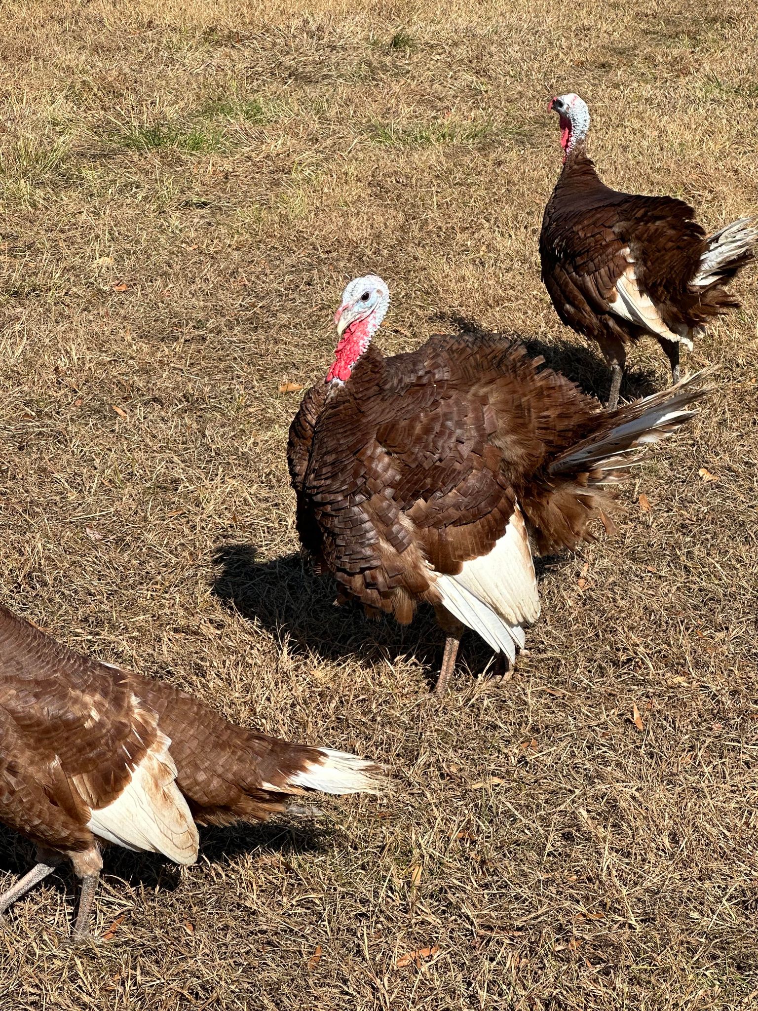 Thanksgiving Heritage Breed Turkey Deposit image 0